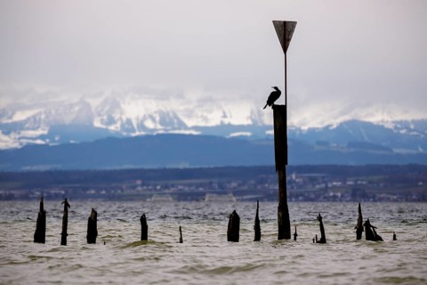 Old wooden groynes at low water and storm on Lake Constance