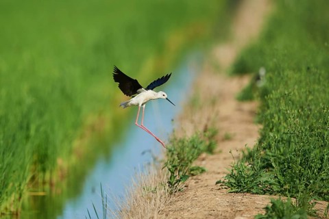 Black-winged stilt