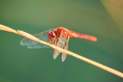 Red-veined darter