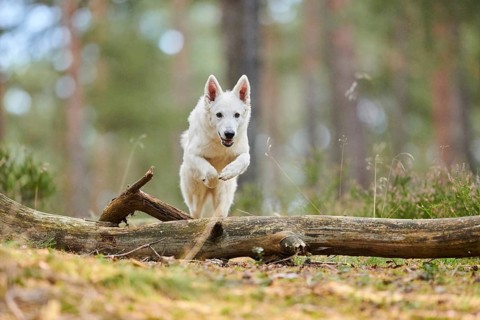 White Swiss Shepherd Dog