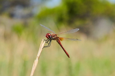 Red-veined darter