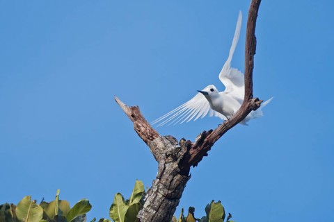 White tern