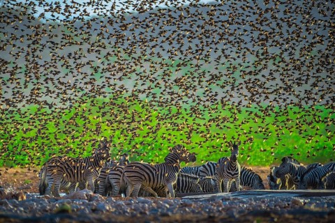 A mega flock of red-billed quelea