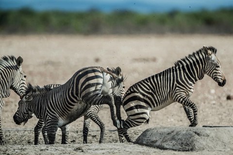 Hartmann's mountain zebra