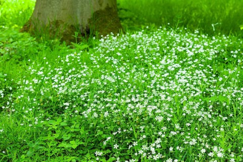 Greater stitchwort