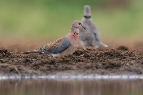Laughing dove