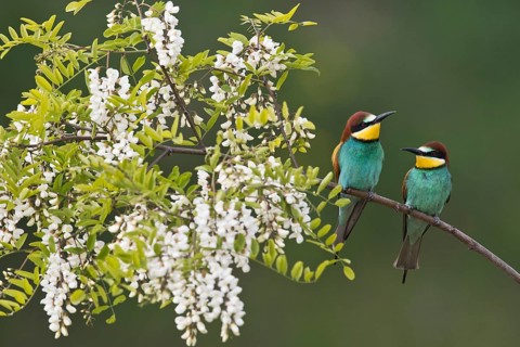 Bee-eater