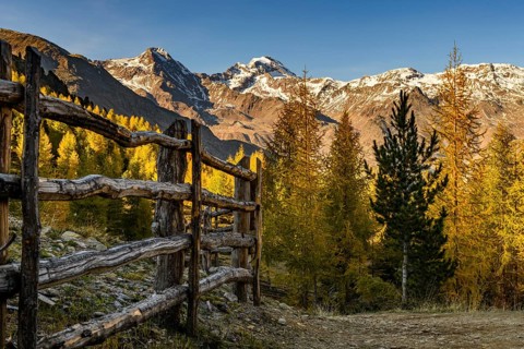 Fence with autumnal larches
