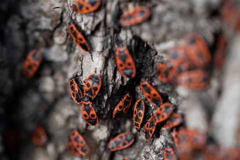 Fire bugs
