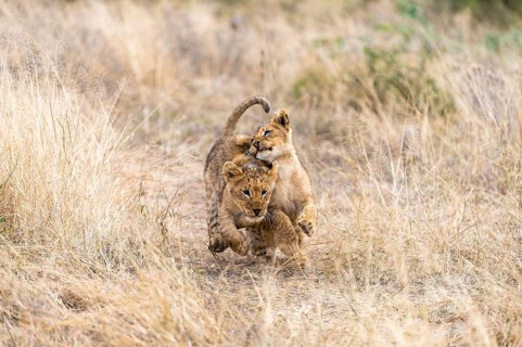 Lion