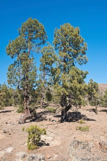Canary island pines