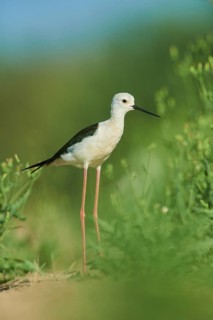 Black-winged stilt