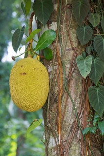 Jackfruit tree