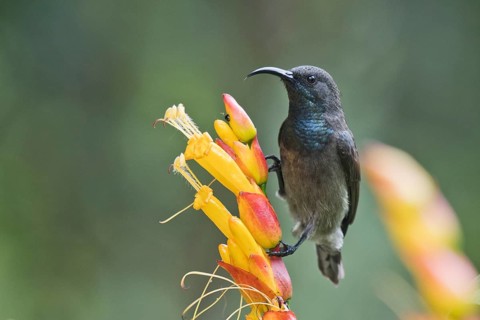 Seychelles Sunbird