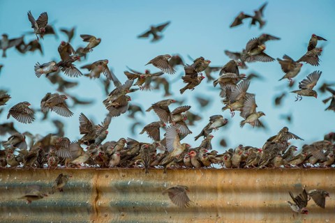 A mega flock of red-billed quelea