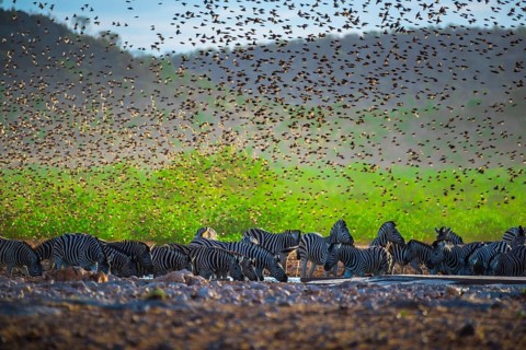 A mega flock of red-billed quelea