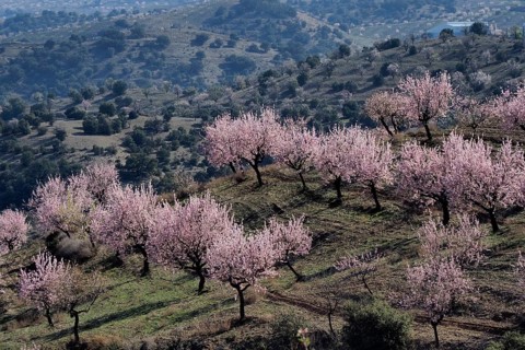 Several almond trees in blossom on mountain slope