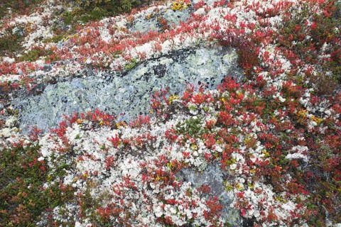 Bog bilberry