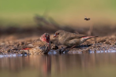 Red-billed firefinch