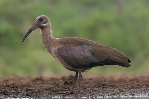 Hagedash Ibis