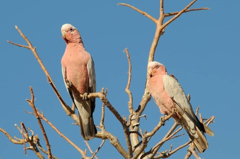 Galahs