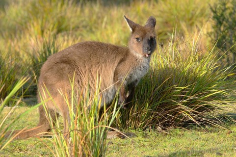 Kangaroo Island Kangaroo