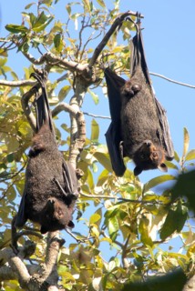 Grey-headed flying fox