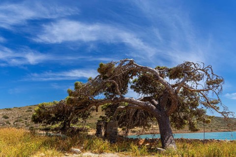 Pine tree on the fortress wall of the sea fortress on the island of Spinalonga in the Mediterranean Sea