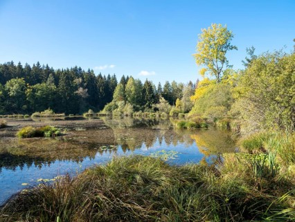 Quiet sunny autumn day at Dingelsdorfer Ried
