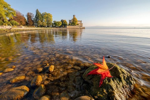 Autumn trees on the shore in the sunshine with Montfort Castle