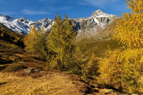 Autumn valley with larches