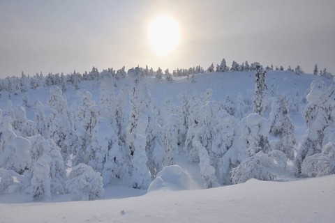 Snow covered trees in snow fall