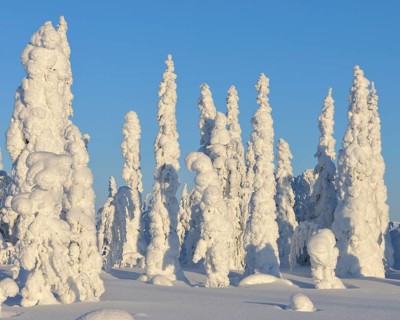 Snow covered winter landscape