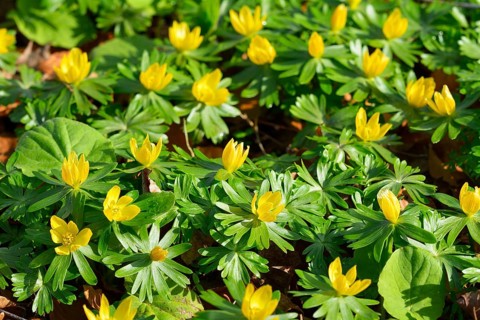 Winteraconite in the Spring