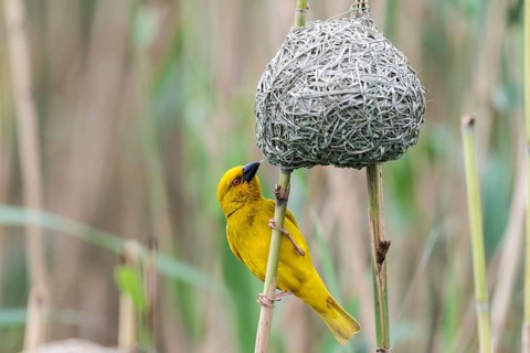 Eastern golden weaver