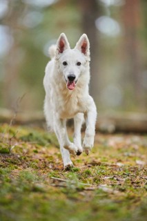 White Swiss Shepherd Dog
