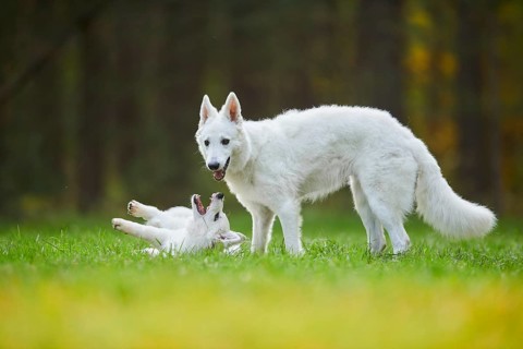 White Swiss Shepherd Dog