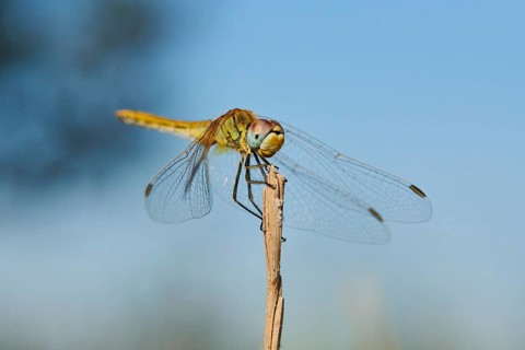 Red-veined darter