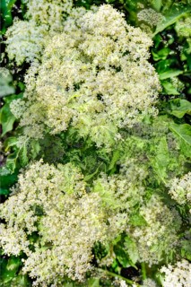 Elder