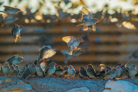 A mega flock of red-billed quelea