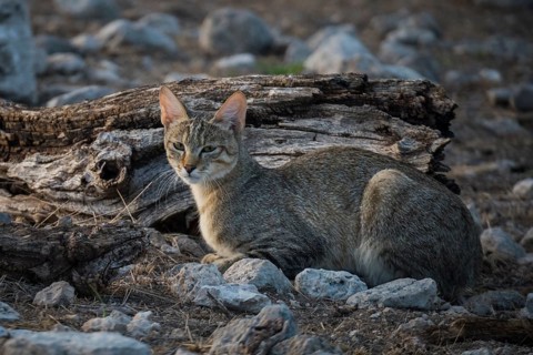 African wildcat