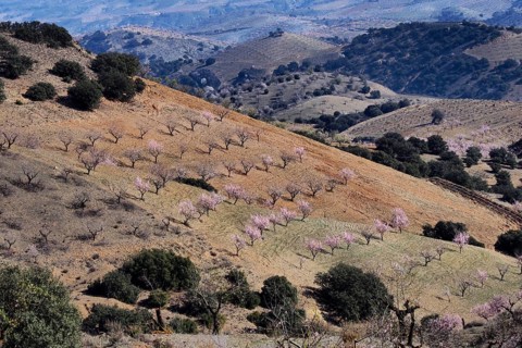 Several almond trees in blossom on mountain slope