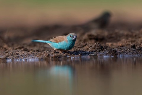 Blue waxbill