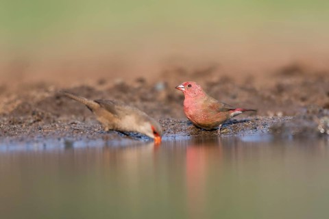 Red-billed firefinch