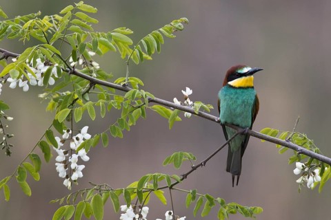 Bee-eater