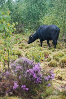 Water buffalo