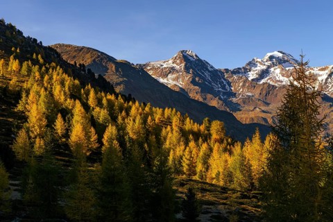 Autumn larch