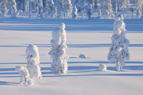 Snow covered landscape in winter