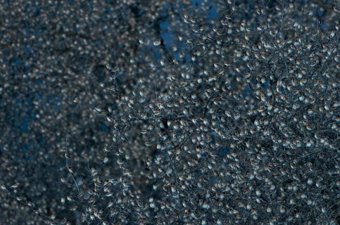 Brambling