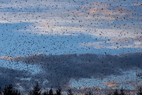 Brambling